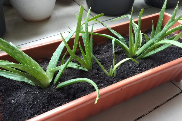 Aloe Vera