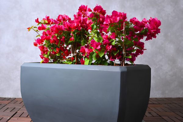 Bougainvillea