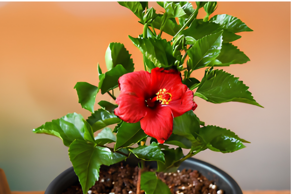 Hibiscus Plant