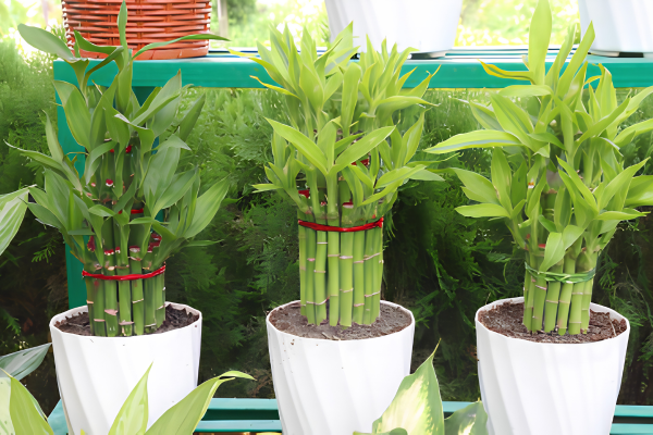Lucky Bamboo