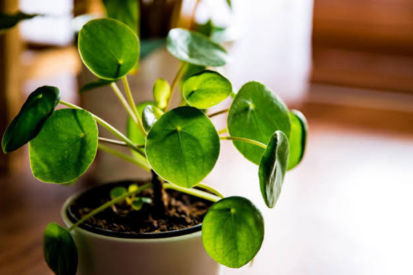 Money Plant