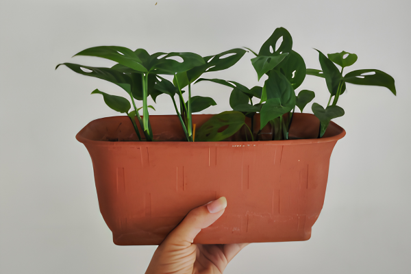Monstera Deliciosa