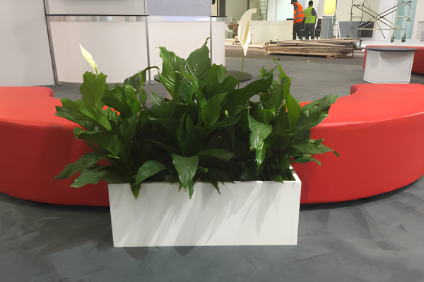Peace Lily