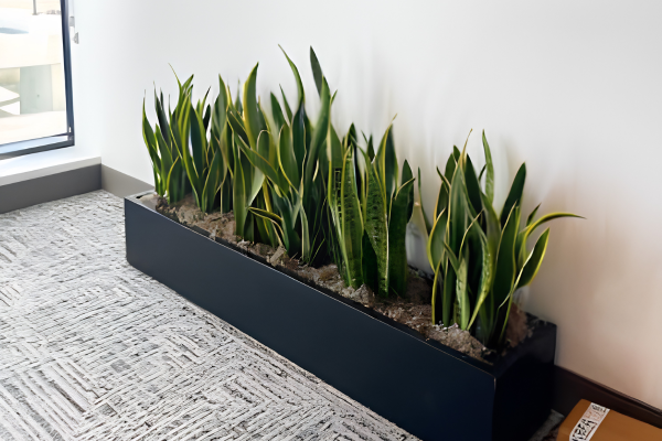 Snake Plant
