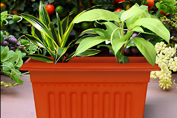 Terracotta Pot